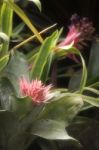 Closeup Of Plant From Jungle Achmea Primera Bromeliad. Amazonia, Stock Photo