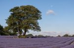 Lavender Field In Banstead Stock Photo