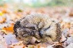 Coiled Hedgehog Lying And Sleeping On Leaves In Fall Stock Photo