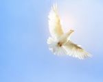 White Feather Wing Pigeon Bird Flying Mid Air Against Clear Blue Sky Stock Photo