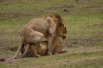 Lions Mating Stock Photo