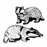 Hand Drawn Two Badger- Illustration Stock Photo