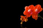 Orchid Isolated On Black Background Stock Photo