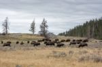 American Bison (bison Bison) Stock Photo