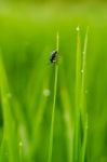 Color Full Insect On Grass After Rain Stock Photo