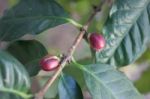 Coffee Beans Ripening On Tree Stock Photo