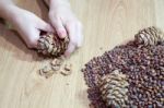 Woman Takes Nuts From Cedar Cones Stock Photo