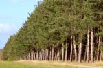Row Of Firs Stock Photo