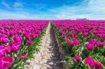 Flowers Field With Purple Tulips And Path Stock Photo