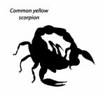 Common Yellow Scorpion Silhouette Style Stock Photo