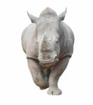 White Rhinoceros Isolated Stock Photo