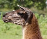 The Beautiful Close-up Of The Llama Moving Her Ears Stock Photo
