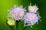 Flowers Of Billy Goat Weed ( Ageratum Conyzoides ) Stock Photo