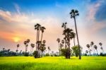 Landscape Of Sugar Palm And Rice Field At Sunset Stock Photo