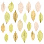 Transparent Leaf Stock Photo