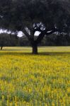 Carob Trees And Lupine Flowers Stock Photo