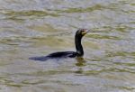 Background With A Cormorant Swimming In Lake Stock Photo