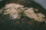 Spider Sitting On Wood Stock Photo