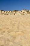 Beach Landscape With Dune Vegetation And Sand Stock Photo