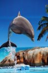 Dolphin Jumping Out Of The Water Stock Photo
