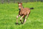 Thoroughbred Foal Cantering Stock Photo