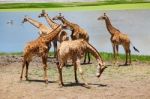 Group Of Giraffes Playing Along River Stock Photo