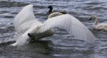 Photo Of A Swan Running To Her Chicks Stock Photo