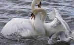 Amazing Fight Of The Swans Stock Photo