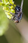 Blow Fly Stock Photo