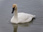 Background With A Trumpeter Swan Swimming In Lake Stock Photo