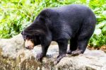 Black Bear Sitting On The Rock Stock Photo