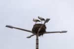 Stork Nest With Two Birds Stock Photo