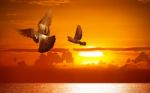 Birds Flying At Sunrise Stock Photo
