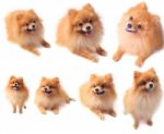 Mixed Of Pomeranian Dog On White Background Stock Photo