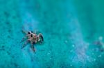 Beautiful Spider On Old Green Wall Stock Photo