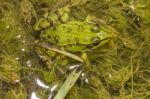 Edible Frog (pelophylax Esculentus) Stock Photo