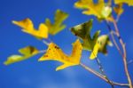 Tulip Tree (liriodendron Tulipiferain) In Autumn Stock Photo