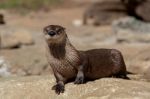 Otter Stock Photo