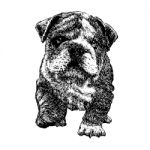 Bulldog Hand Drawn Stock Photo