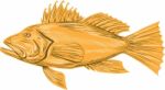 Black Sea Bass Drawing Stock Photo