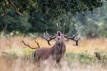 The Deer Of Richmond Park Stock Photo