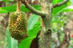 Durian Fruit Stock Photo