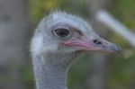 Close Up Of Emu,second Largest Bird Stock Photo
