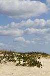Dune Flora Landscape Stock Photo