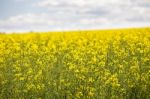 Yellow Flowering Field, Beautiful Countryside, Sunny Day Stock Photo