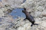 New Zealand Fur Seal (arctocephalus Forsteri Stock Photo