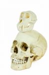 Skulls Of Human And Ape On Top Of Each Other Stock Photo