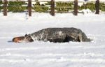 Horse Lying In The Snow Stock Photo