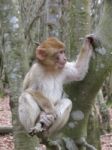 Monkey On A Tree Stock Photo