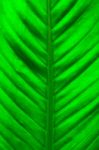 Fresh Green Leaf Stock Photo